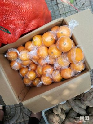 臍橙湖南邵陽新寧縣_批發_供應-一畝田農業網_專業的農產品信息商務平臺